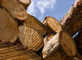 Wood costs for the hardwood pulp producers have fallen substantially worldwide the past three years, while softwood fiber costs have remained stable over the same period, reports the Wood Resource Quarterly
