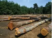 China`s huge demand for timber is stripping one of the world`s largest remaining areas of pristine tropical forests