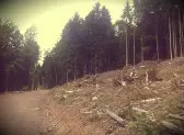 Ingenti danni alle aree forestali italiane