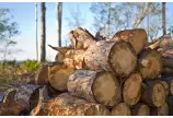 Global Birch Wood Products Market