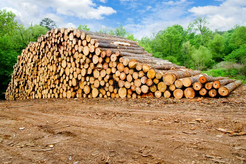 The Romanian Wood Industry at the End of 2024