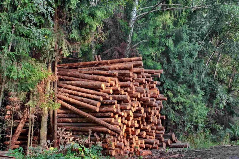 Selvicoltura in Polonia: equilibrio tra protezione ambientale e crescita economica