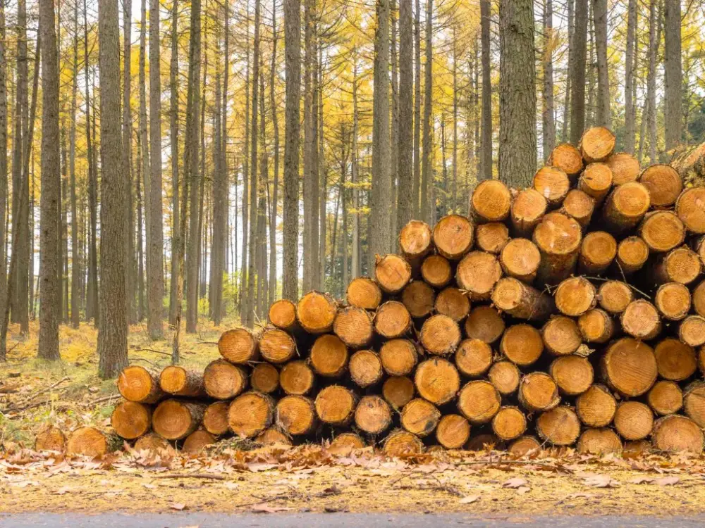 L`industria del legno contesta la proposta della Svezia di pagare i proprietari forestali per posticipare i tagli