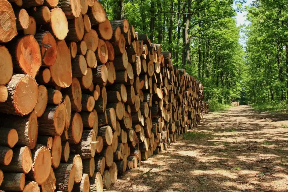 Laser Scanning Enters Forestry in Romania: Efficiency, Precision, and New Opportunities for the Wood Industry