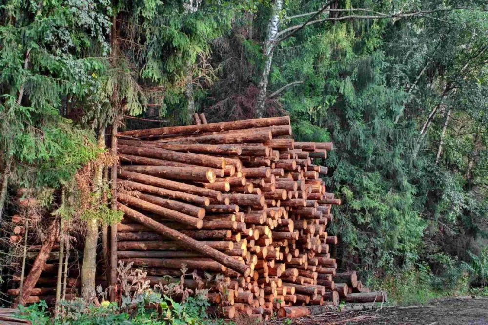 Bulgaria: Timber Output Hit Historic Low in 2025