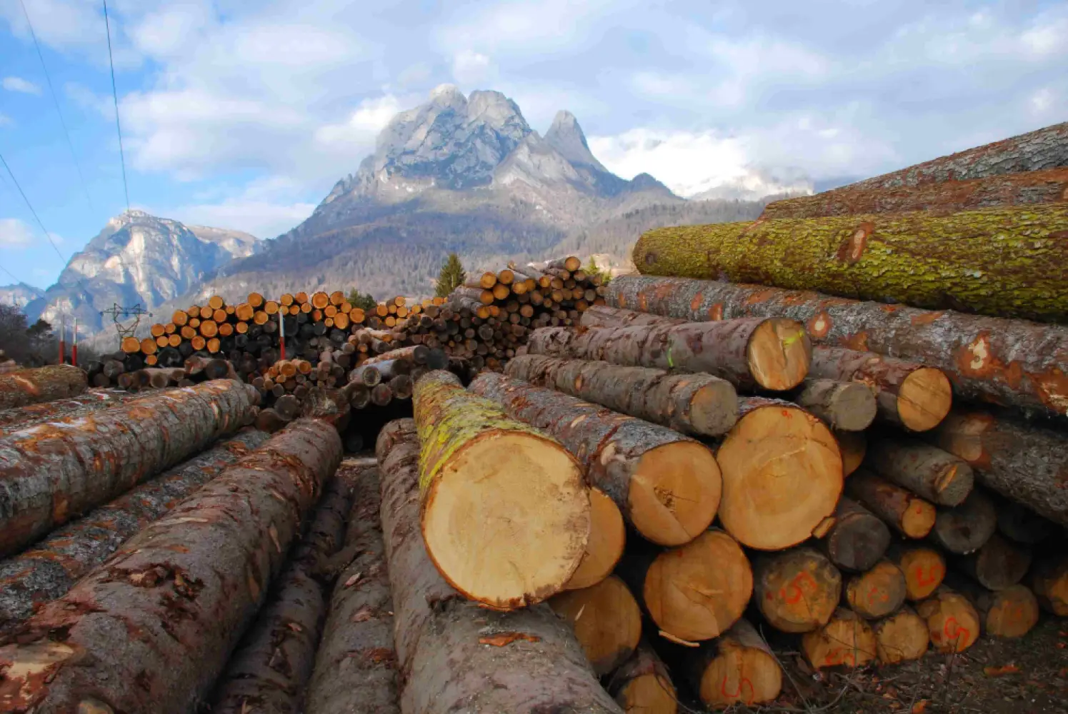 Ukrainian Government Launches Pilot for Timber Exporter E-Cabinet