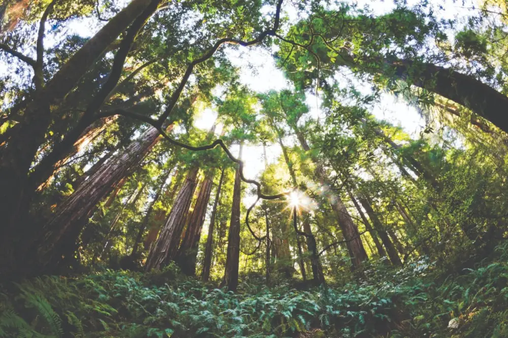 Romania`s Wood Harvest Rose to 19.41 Million m3 in 2025