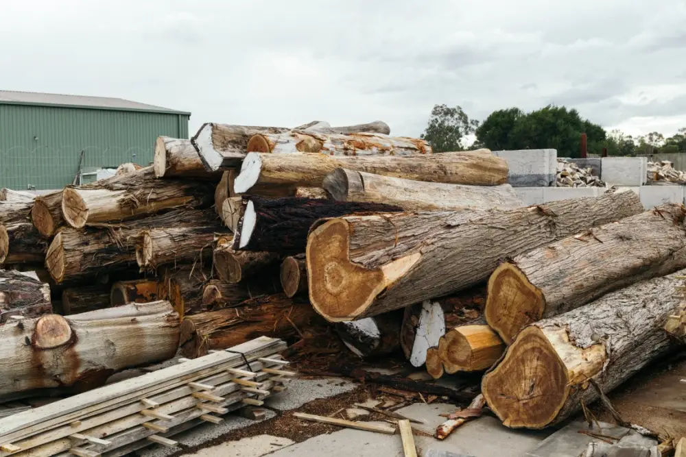 German Waste Wood Market Stable for Now, but Winter Outlook Raises Concerns