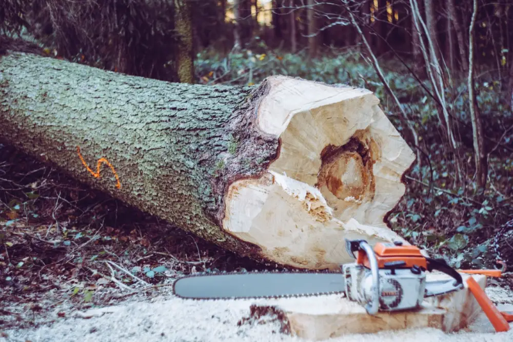 Moldova Warns Against Illegal Wood Trade as Firewood Prices Rise