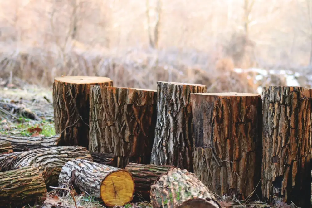 Finnish Sawmills Warn of Future Wood Shortage as Timber Supply Pressures Rise