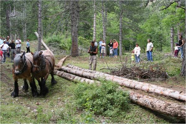 p_4L`Appel de la Foret