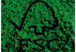 p_0La certification FSC: garantir une gestion responsable des forêts!