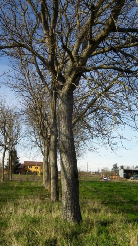 Bricchetti di legno